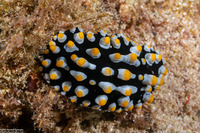 Phyllidia varicosa (Varicose Phyllidia)