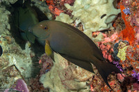 Ctenochaetus striatus (Lined Bristletooth)