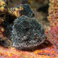 Celleporaria sibogae (Celleporaria Sibogae)
