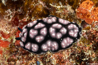 Phyllidiella pustulosa (Pustulose Phyllidia)