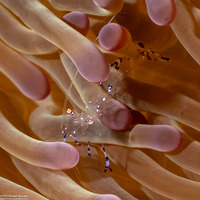 Ancylomenes sarasvati (Sarasvati Anemone Shrimp)