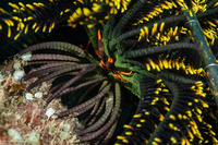 Allogalathea babai (Baba's Crinoid Squat Lobster)