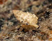 Pagurixus rubrovittatus (Tiny Hermit Crab)