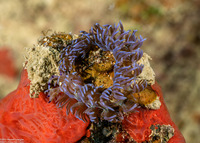 Pteraeolidia semperi (Blue Dragon Nudibranch)