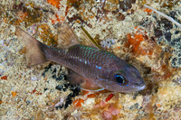Pristiapogon kallopterus (Iridescent Cardinalfish)