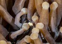 Cuapetes kororensis (Mushroom Coral Shrimp)