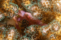 Trapezia serenei (Serene's Guard Crab)