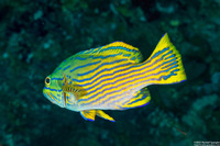 Cephalopholis polleni (Harlequin Grouper)