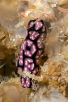 Phyllidiella pustulosa (Pustulose Phyllidia)