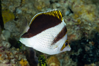 Chaetodon burgessi (Black and White Butterflyfish)