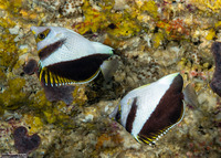 Chaetodon burgessi (Black and White Butterflyfish)