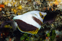 Chaetodon burgessi (Black and White Butterflyfish)