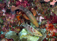 Cephalopholis sexmaculata (Saddle Grouper)