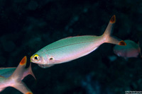 Pterocaesio pisang (Ruddy Fusilier)