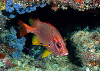 Sargocentron spiniferum (Sabre Squirrelfish)