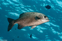 Kyphosus cinerascens (Topsail Chub)