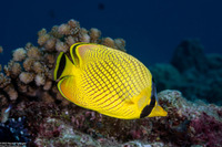 Chaetodon rafflesii (Latticed Butterflyfish)