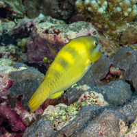 Scarus dimidiatus (Yellow-Barred Parrotfish)