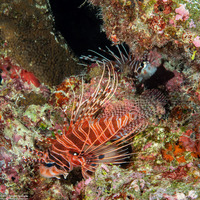 Pterois antennata (Spotfin Lionfish)