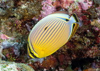 Chaetodon lunulatus (Redfin Butterflyfish)
