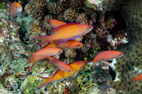 Pseudanthias dispar (Redfin Anthias)