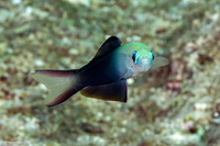 Ptereleotris evides (Twotone Dartfish)