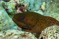 Gymnothorax javanicus (Giant Moray)