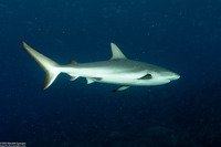 Carcharhinus amblyrhynchos (Gray Reef Shark)