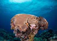 Diploastrea heliopora (Honeycomb Coral)