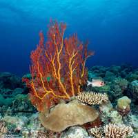 Melithaea sp.1 (Melithaea sp.1)