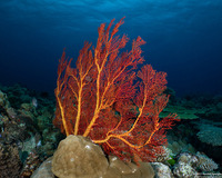 Melithaea sp.1 (Melithaea sp.1)