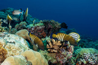 Cephalopholis argus (Peacock Grouper)