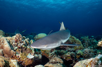 Carcharhinus amblyrhynchos (Gray Reef Shark)