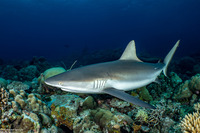 Carcharhinus amblyrhynchos (Gray Reef Shark)