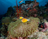 Amphiprion perideraion (Pink Anemonefish)
