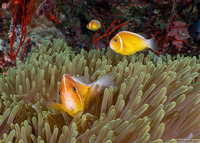 Amphiprion perideraion (Pink Anemonefish)