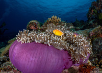Amphiprion perideraion (Pink Anemonefish)