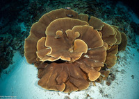 Turbinaria sp.1 (Turbinaria sp.1)