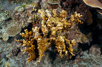 Millepora sp.1 (Encrusting Fire Coral)