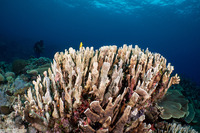 Heliopora coerulea (Blue Coral)