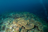 Turbinaria sp.1 (Turbinaria sp.1)