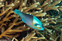 Scarus dimidiatus (Yellow-Barred Parrotfish)