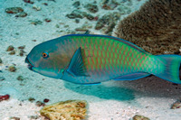 Chlorurus microrhinos (Steephead Parrotfish)