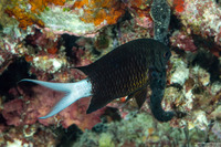 Chromis xanthura (Paletail Chromis)