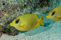 Siganus corallinus (Coral Rabbitfish)