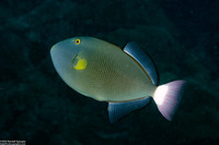 Melichthys vidua (Pinktail Triggerfish)
