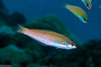 Pseudocoris yamashiroi (Redspot Wrasse)