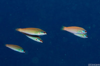 Pseudocoris yamashiroi (Redspot Wrasse)
