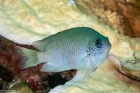 Pomacentrus reidi (Reid's Damsel)