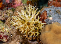 Seriatopora aculeata (Seriatopora Aculeata)